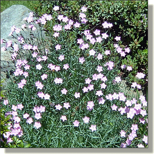 2009.05.25 - Bath's Pink Dianthus