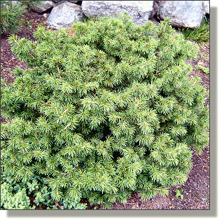 2009.05.14 - Bird's Nest Spruce