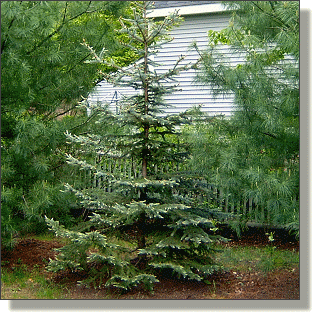 2009.05.18 - Blue Spruce