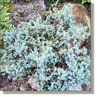 2009.05.14 - Blue Star Juniper