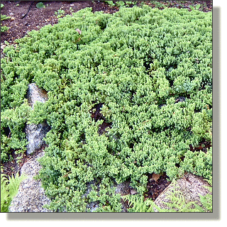 2009.05.14 - Dwarf Japanese Garden Juniper