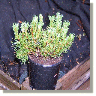 2009.05.27 - Dwarf Mugho Pine