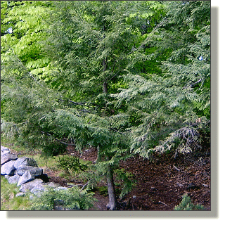 2009.05.18 - Eastern Hemlock