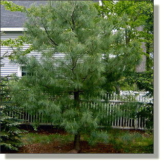 2009.05.18 - Eastern White Pine