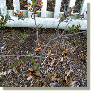 2009.04.30 - Flowering Crabapple
