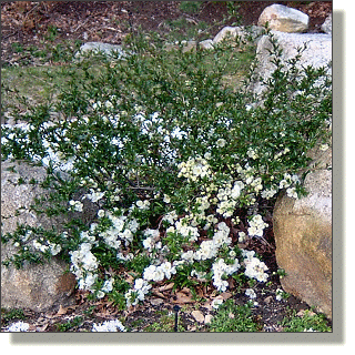 2009.04.28 - Flowering Quince