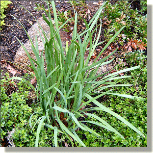 2009.05.14 - Garlic Chives