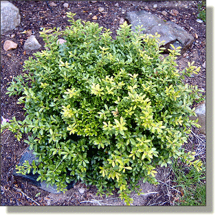 2009.05.14 - Hoogendorn Japanese Holly