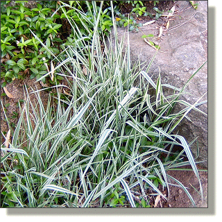 2009.05.18 - Japanese Silver Grass