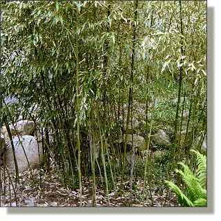2009.05.18 - Nuda Bamboo
