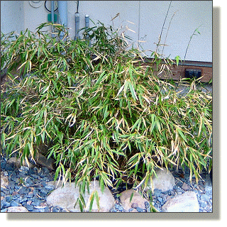 2009.05.18 - Rufa Clumping Bamboo