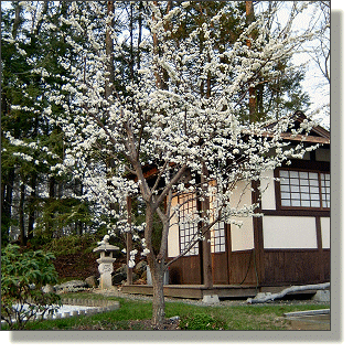 2009.04.28 - Santa Rosa Japanese Plum