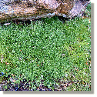 2009.05.14 - Scotch Moss