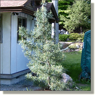 2009.05.18 - Silver Ray Korean Pine