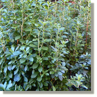2009.09.27 - Sweet Pepperbush
