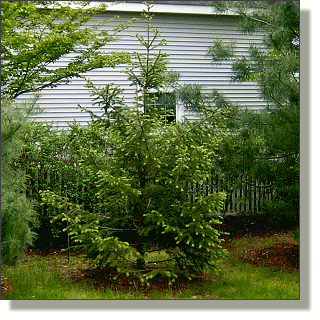 2009.05.18 - White Spruce