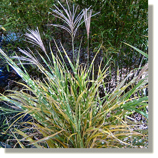 2009.10.26 - Zebra Grass